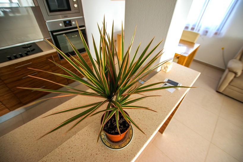 Apartment Andjela Starigrad Paklenica Exterior foto